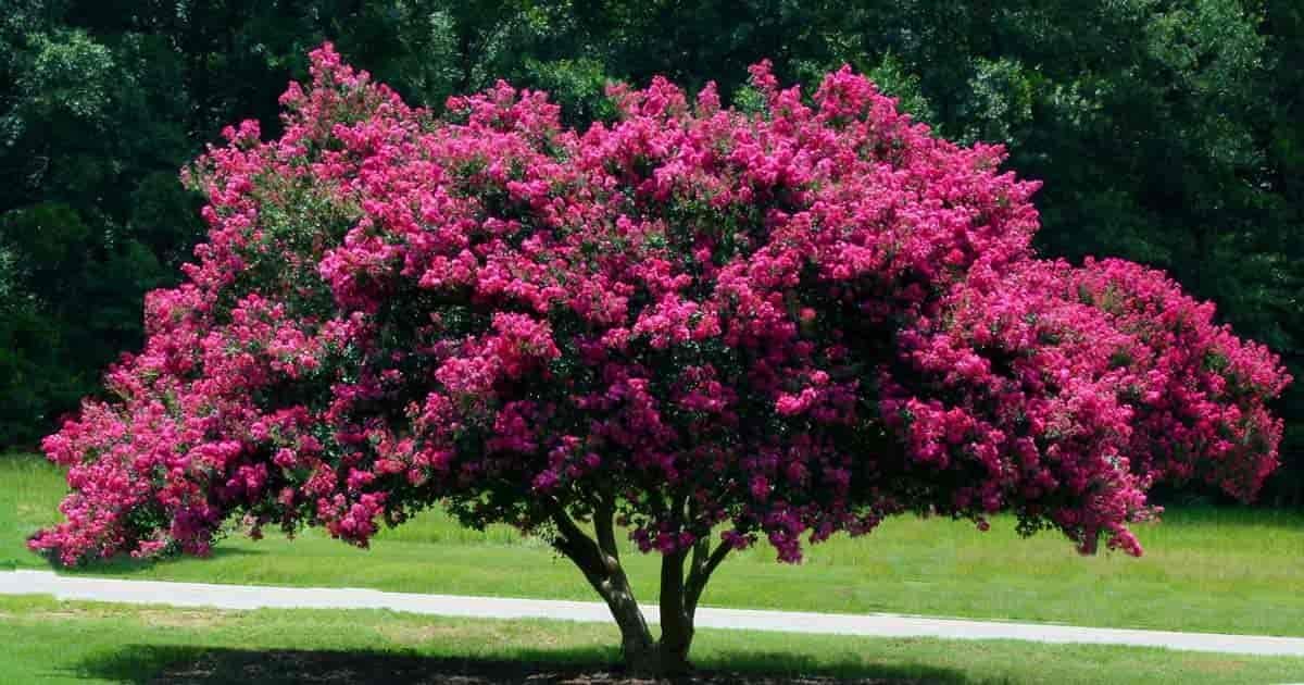 flowering crepe myrtle