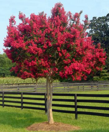 Pruning Crepe Myrtle Trees