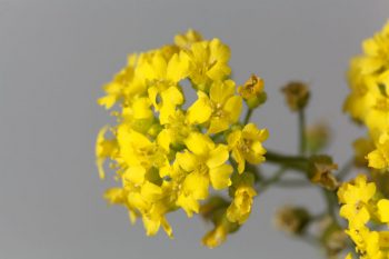 sweet alyssum