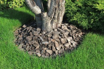 mulch covering tree roots