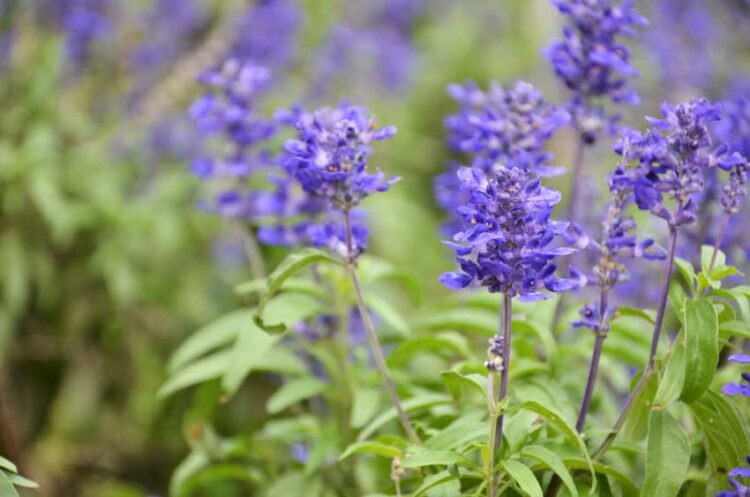 ajuga ground cover lavender flowers
