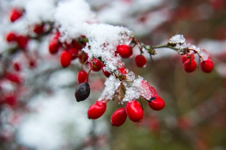 barberry in winter