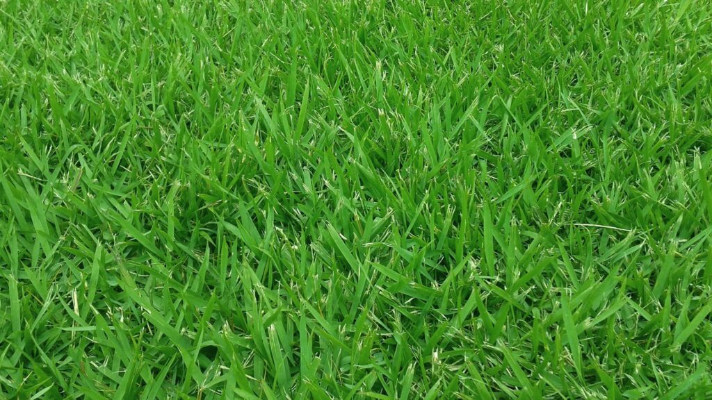 healthy zoysia turf