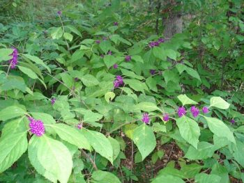 american beautyberry shrub that can tolerate shade