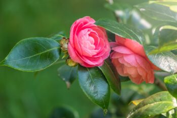 camellia-shade tolerant shrub