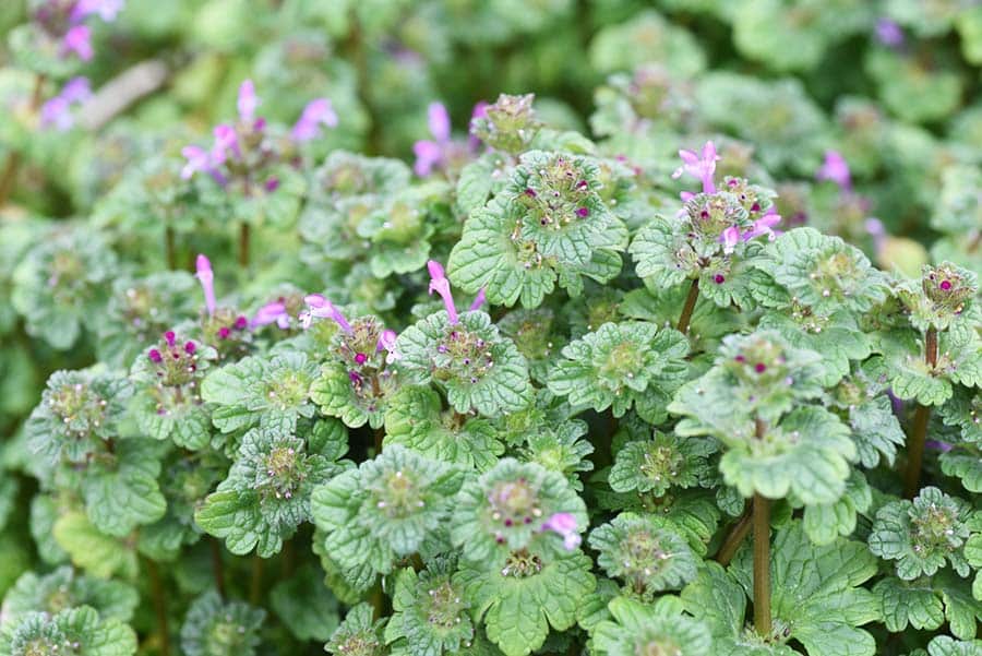 Purple weeds clearance in grass