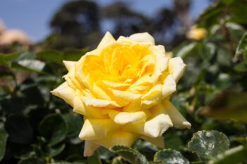 Grandma's Yellow rose-long stemmed rose