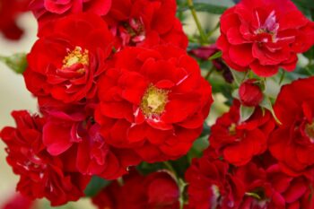 Julia Child Rose-long stemmed rose