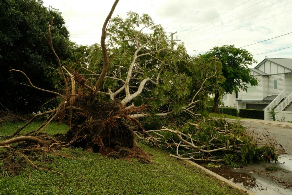 tree damaged during storm