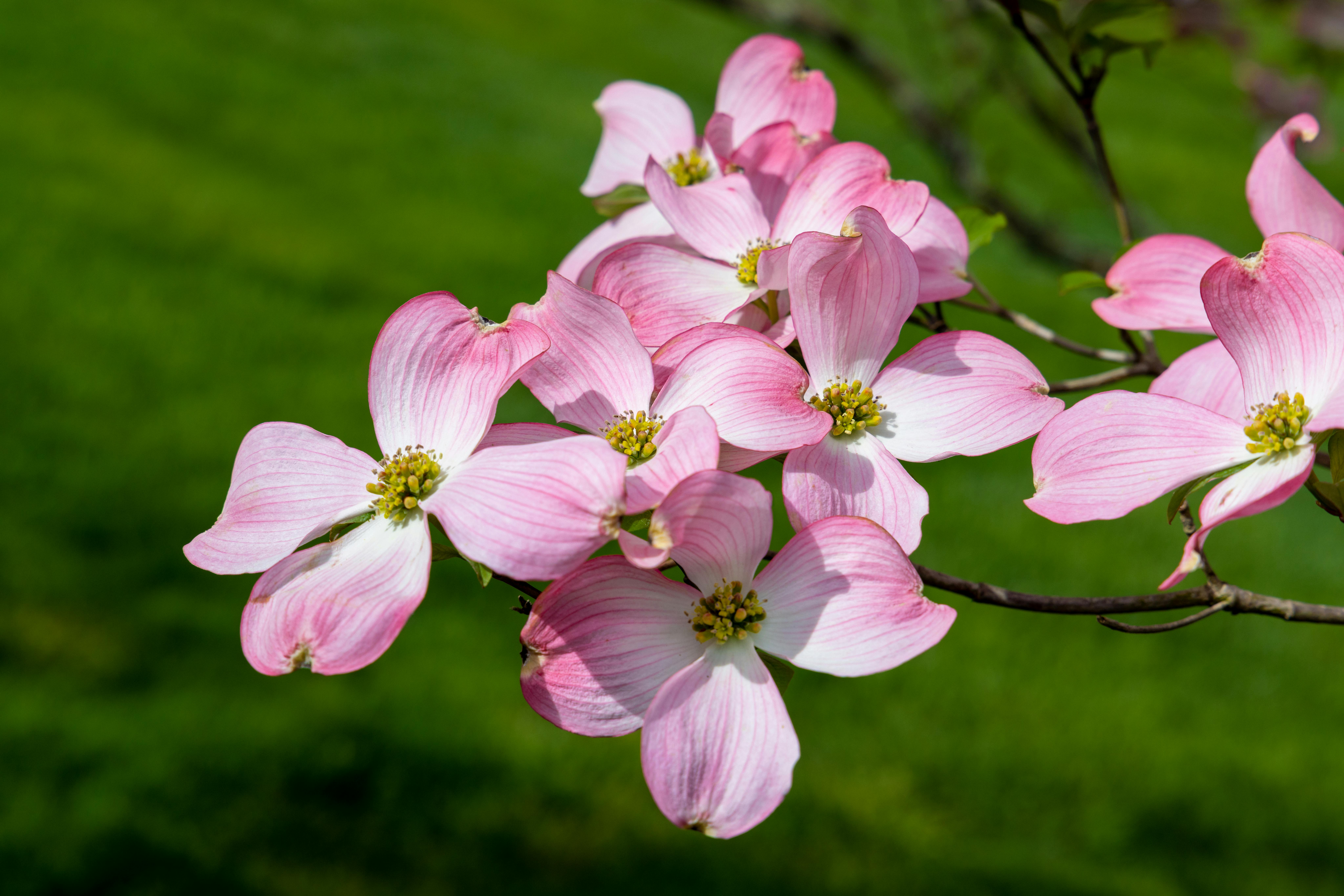 how to propagate dogwood tree