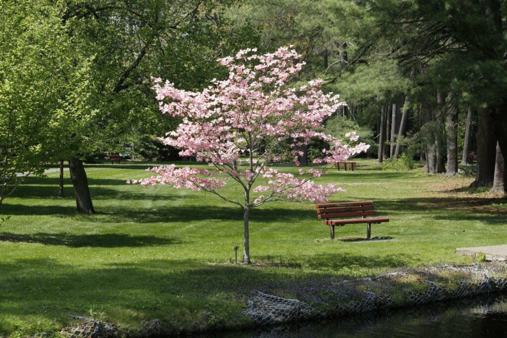 how to propagate dogwood trees