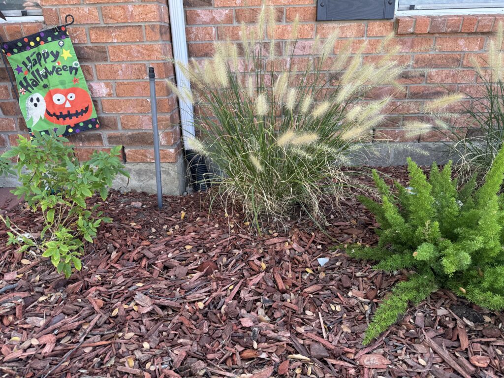 plant ornamental grasses in fall