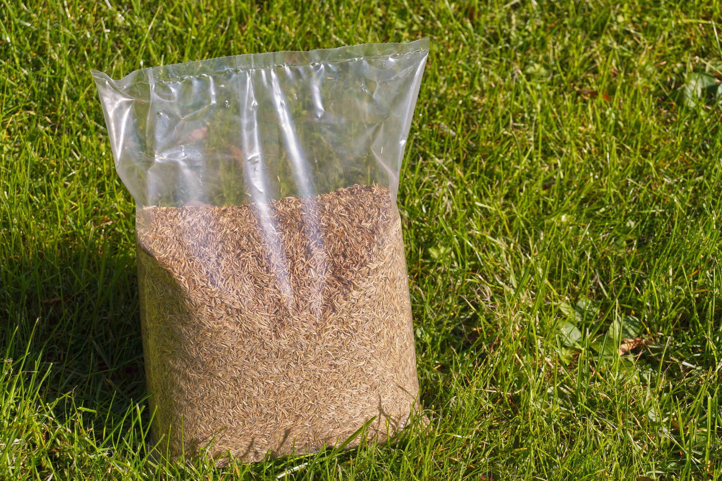 how often do you water new grass seed